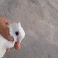 کبوتر دم سیاه