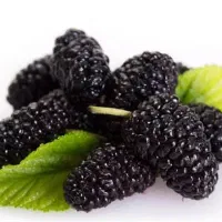 شاهتوت
