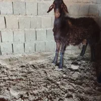 یک عدد بره نر