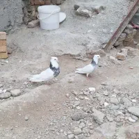 کفتر طوقی لون