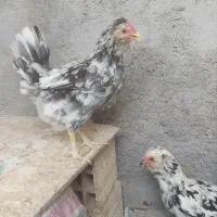 تخم نطفه دار گلین