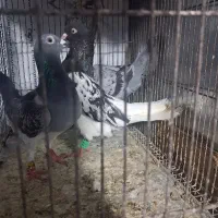 کبوتر کله سیاه