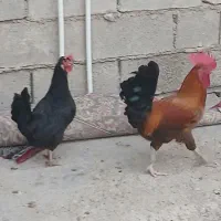 مرغ وخروس