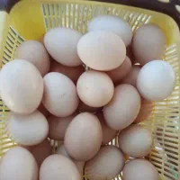تخم مرغ محلی