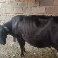 گاوه مایع کرده