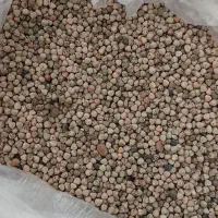 دانه پرنده دانه کبوتر  دانه کسن