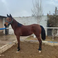 2 راس مادیون دره شور خالص تولیدی چاپار