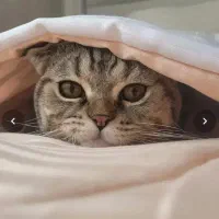 گربه اسکاتیش نر
