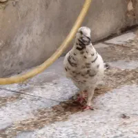 فروش کفتر