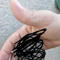 جوجه قناری
