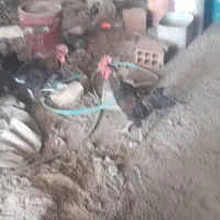 مرغ و خروس