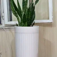 گل.