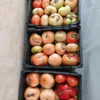 خریدار گوجه کوردی