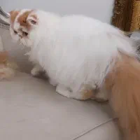 *اکازیون *گربه پرشین نر از پدر و مادر وارداتی