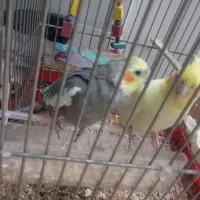 یک جفت عروس مولد