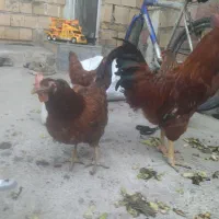 مرغ و خروس