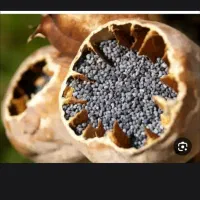 بذر روغن گیری
