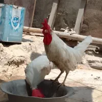 دوتا خروس