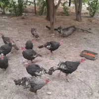 بوقلمون