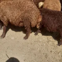 ۱۰ عدد بره پوشی