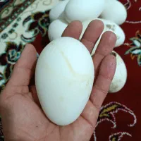 تخم مرغ بوقلمون غاز زینتی کاکلی