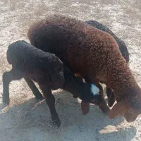 سه عدد بره درجه یک افشاری