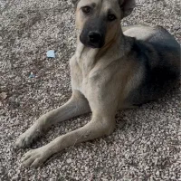 واگذاری سگ رایگان