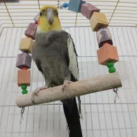 عروس هلندی فروشی