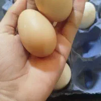 تخم مرغ محلی