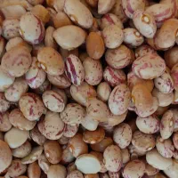 لوبیا چیتی باقیمت اقتصادی