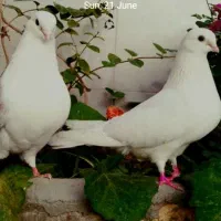 یک جفت کفتر نر دوکت و ماده سفید و یک عدد صرب