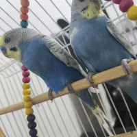 مرغ عشق و 2 قفس