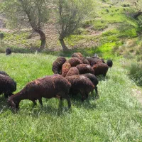 بره|حیوانات مزرعه|هشترود, |دیوار