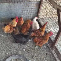 مرغ و جوجه محلی اصل