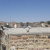 کفتر