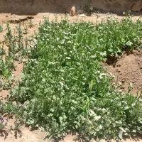 نشا گل زنبوری