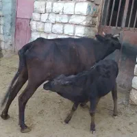 گاو گوساله نر بزرگ