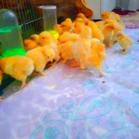 جوجه برهما طلایی