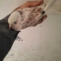 کفتر