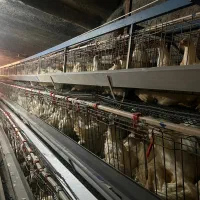 مرغ  تخمگذار درجه یک پردار