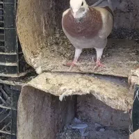 کفتر