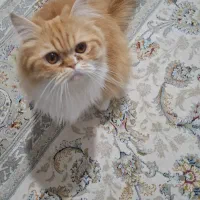 واگذاری گربه