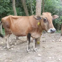 گاو جرسی حامله پنج ماهه