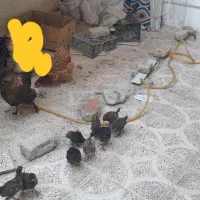 دو عدد مرغ و یک عدد خروس برهما با جوجه