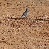 کبوتر|پرنده|کشکسرای, |دیوار