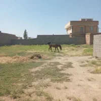 اسب کره مادیان کرد ۲ ساله