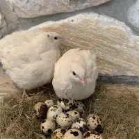 بلدرچین ایتالیا ژاپنی اروپایی گوشتی و تخم‌گذار