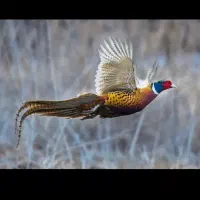 مرغ و خروس امریکایی
