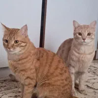 همدمی آرام و مهربان