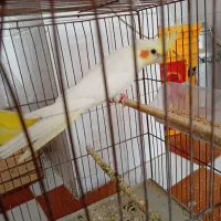 عروس هلندی اهلی چشم شرابی 4 ماهه